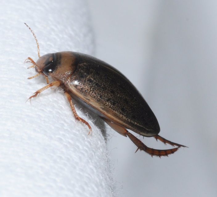 Rhantus