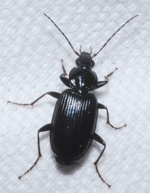 Agonum lugens - mocsári kisfutó Agonum lugens - mocsári kisfutó