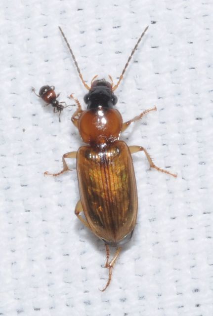 Stenolophus discophorus - kisfoltos turzásfutó