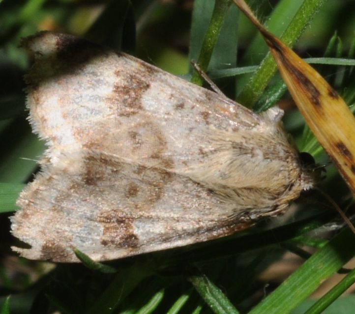 Heliothis viriplaca - mácsonyabagoly