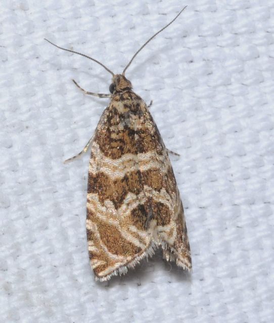 Celypha rivulana - dudvasodró tükrösmoly