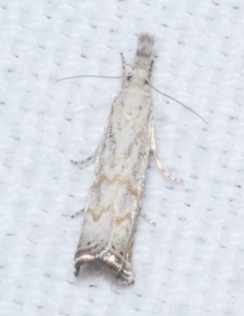 Platytes cerussella - törpe fűgyökérmoly