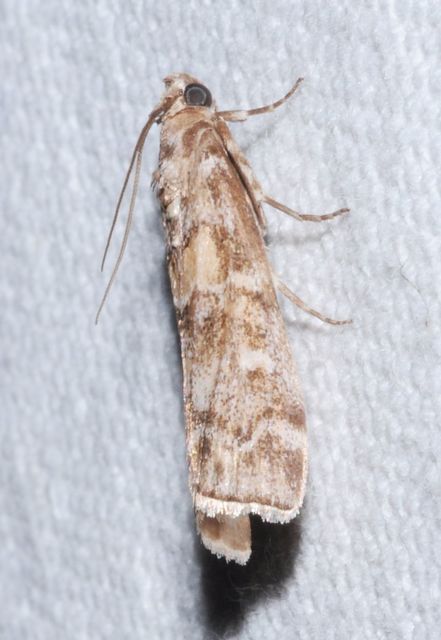 Dioryctria