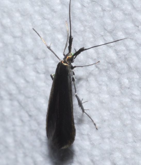 Coleophora