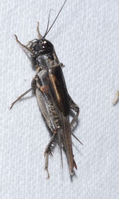 Eumodicogryllus bordigalensis - bordói tücsök