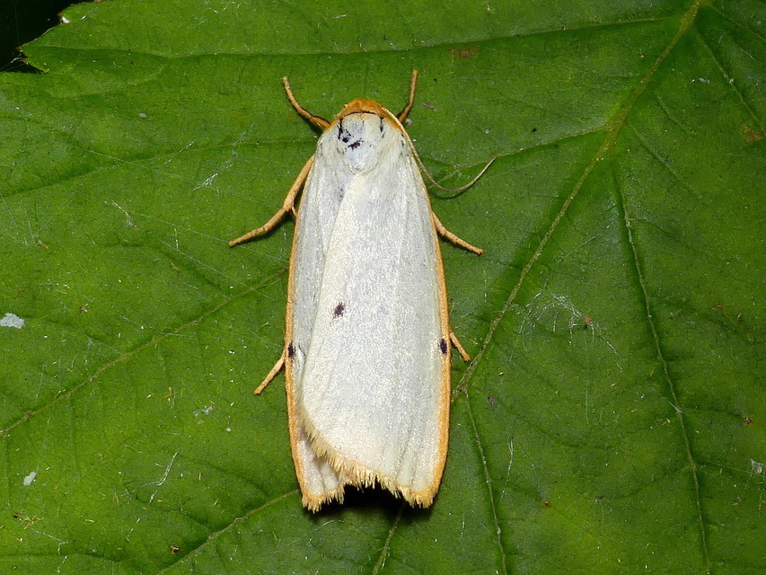Cybosia mesomella - csontszínű molyszövő