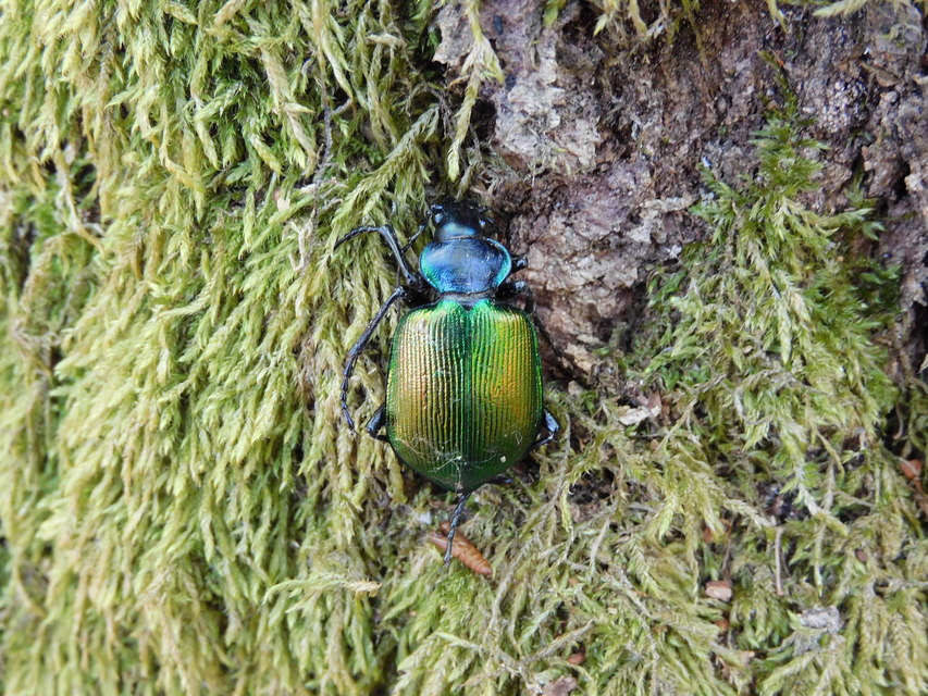 Calosoma sycophanta - aranyos bábrabló