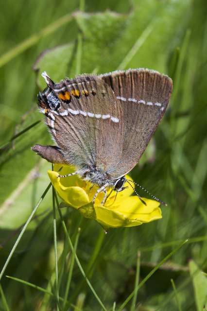 Satyrium spini - kökény-csücsköslepke