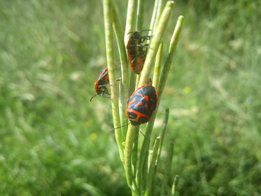 Eurydema fieberi - keresztespoloska Eurydema fieberi - keresztespoloska