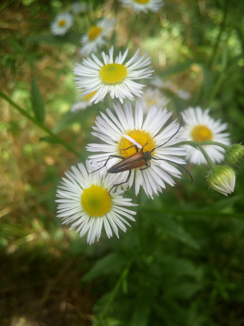 Stenurella melanura - feketevégű karcsúcincér