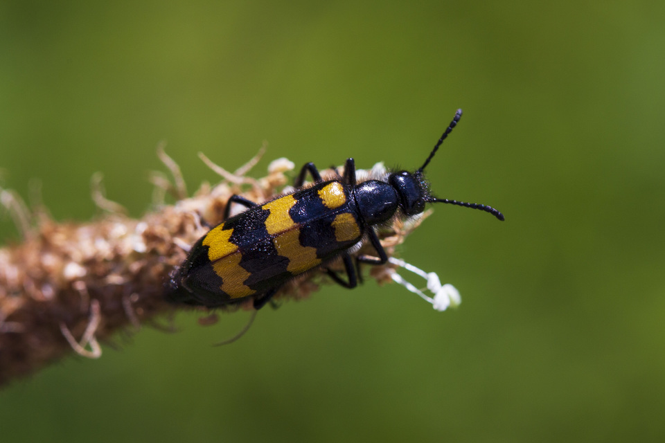 Mylabris variabilis - szalagos hólyaghúzó Mylabris variabilis - szalagos hólyaghúzó