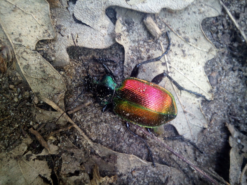 Calosoma sycophanta - aranyos bábrabló