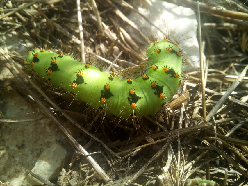 Saturnia pavoniella/pavonia