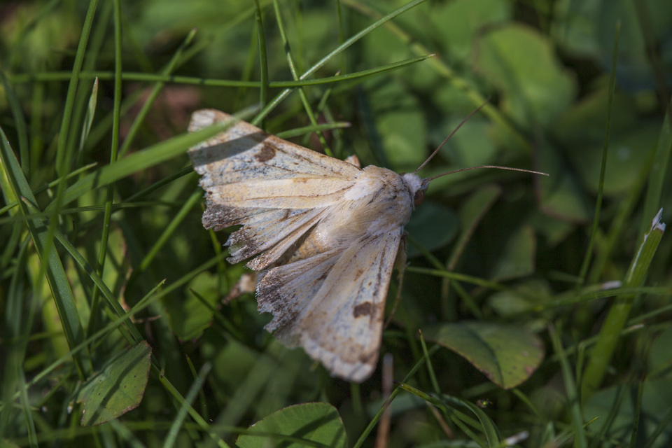 Heliothis peltigera - nagy veteménybagoly
