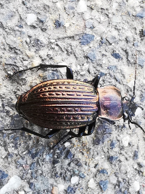 Carabus ulrichii - rezes futrinka Carabus ulrichii - rezes futrinka