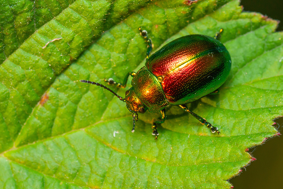 Chrysolina graminis - zöld varádicslevelész