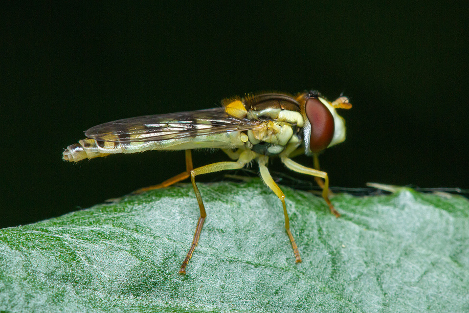 Sphaerophoria