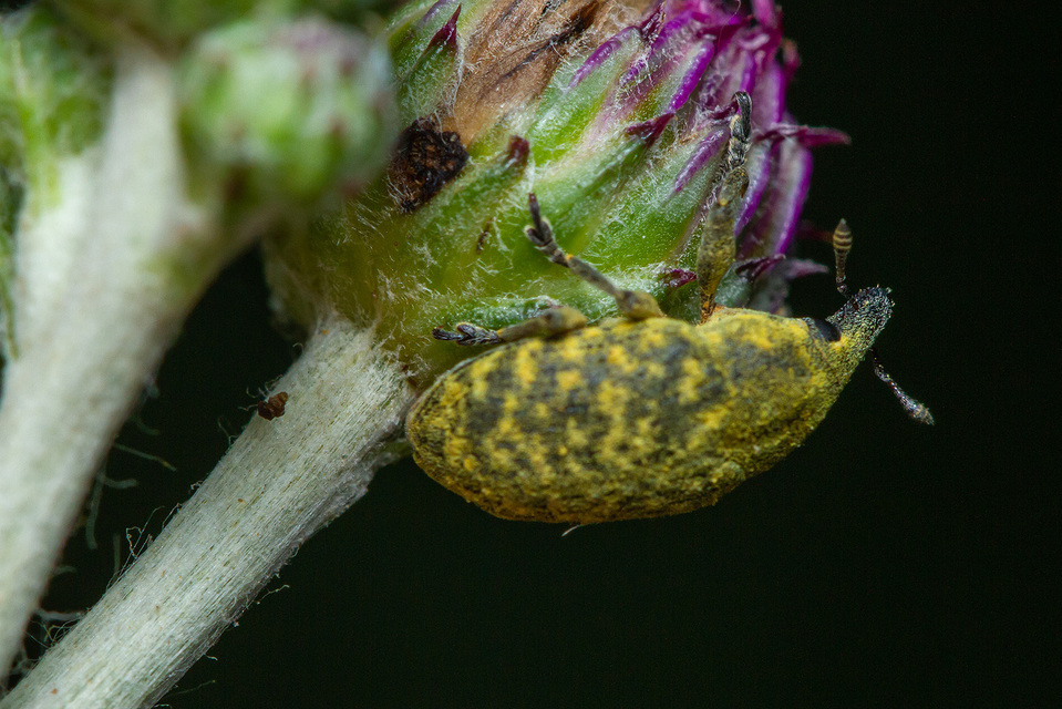 Larinus turbinatus - kúposorrú púderbarkó