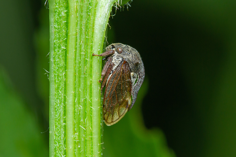 Centrotus cornutus - szarvaskabóca