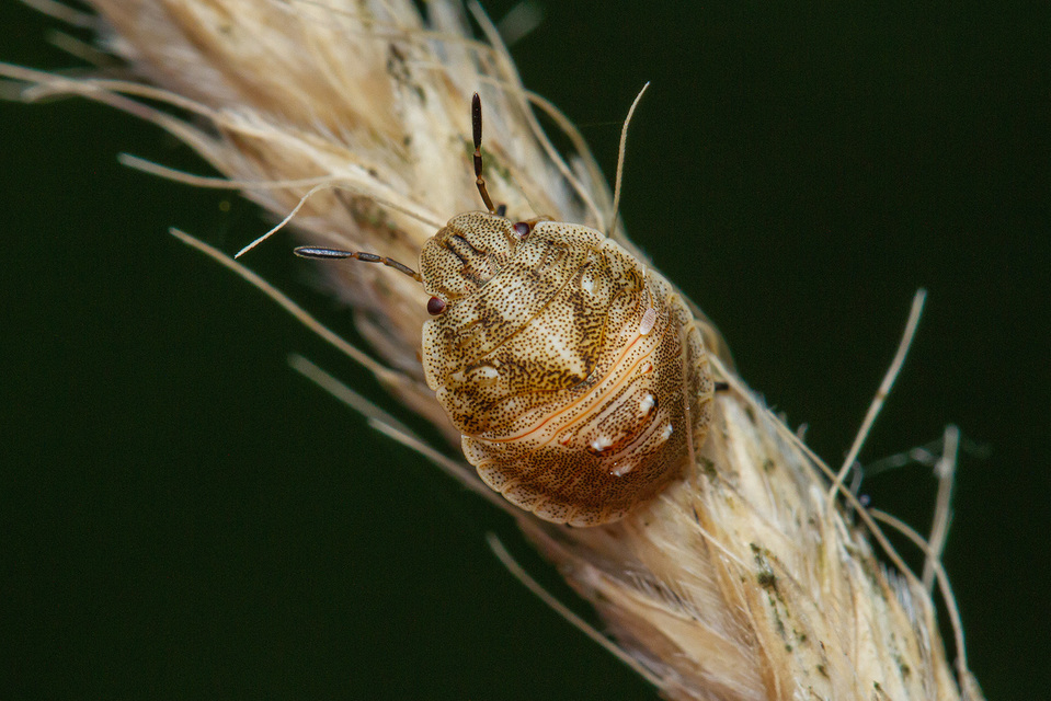 Eurygaster Eurygaster