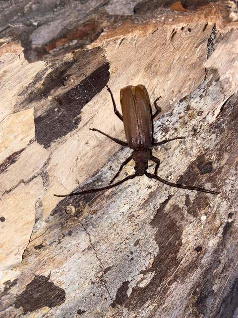 Aegosoma scabricorne - diófacincér