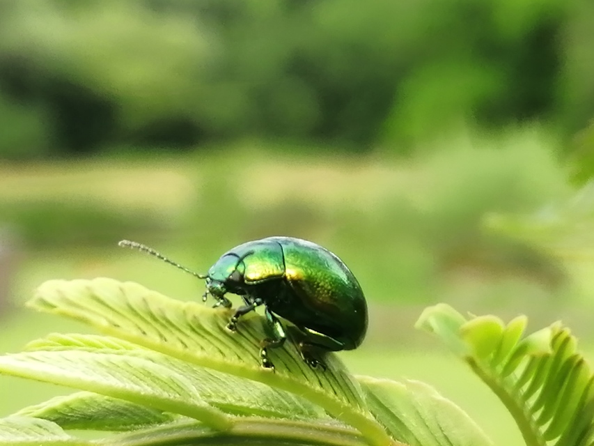 Chrysolina herbacea - zöld mentalevelész