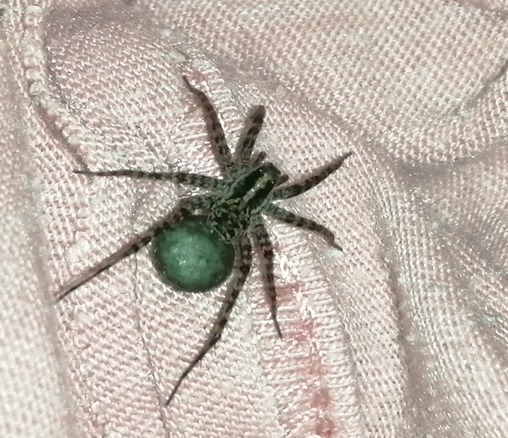 Pardosa