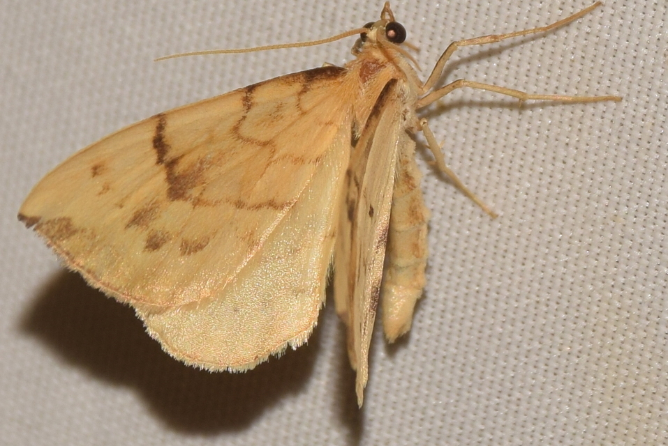 Eulithis pyraliata - sárga galajaraszoló