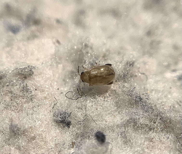 Longitarsus reichei