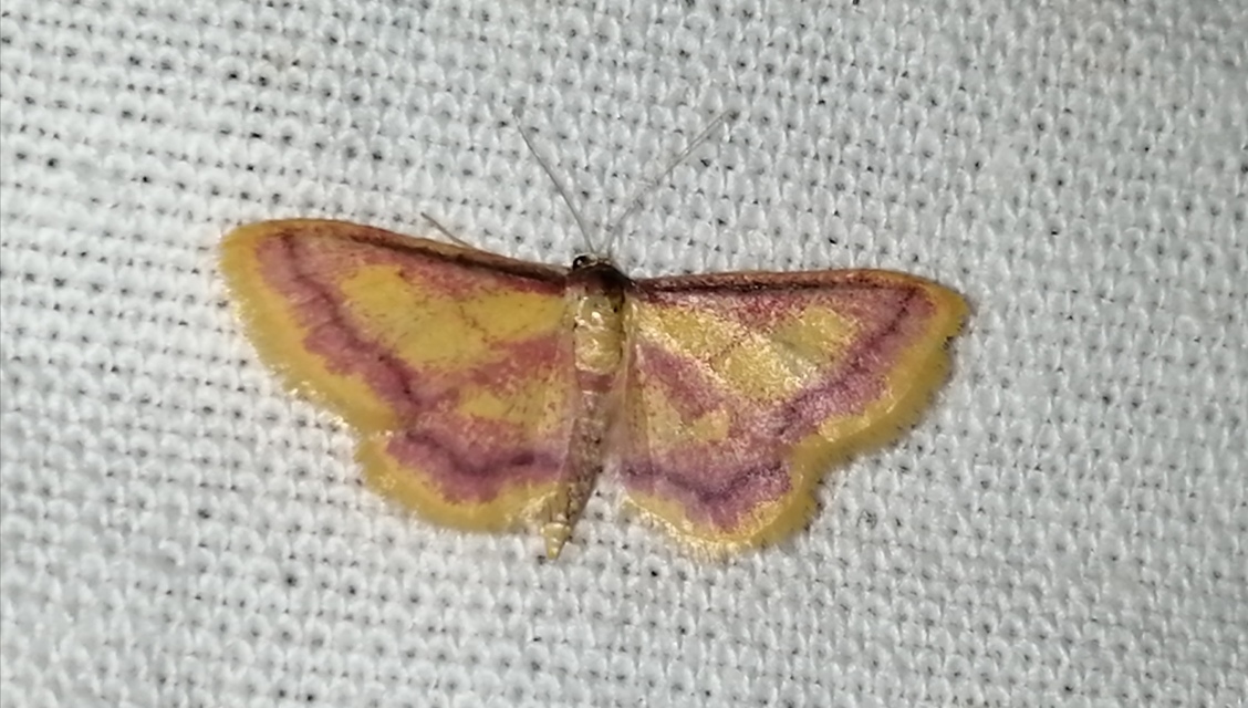 Idaea muricata - mocsári pirosaraszoló