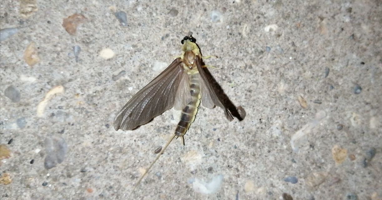 Palingenia longicauda - tiszavirág