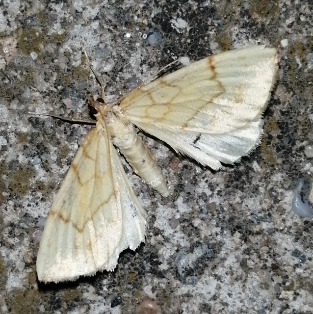 Eulithis pyraliata - sárga galajaraszoló