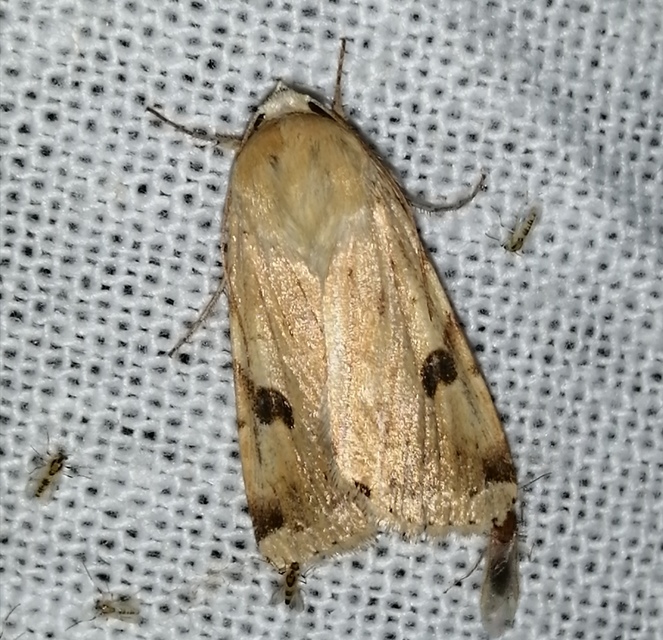Heliothis peltigera - nagy veteménybagoly
