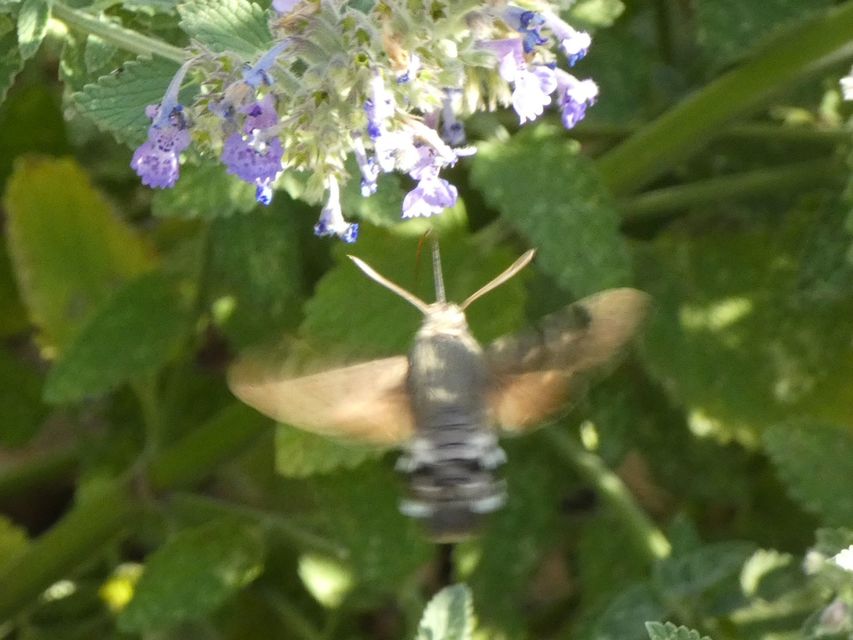 Macroglossum stellatarum - kacsafarkú szender