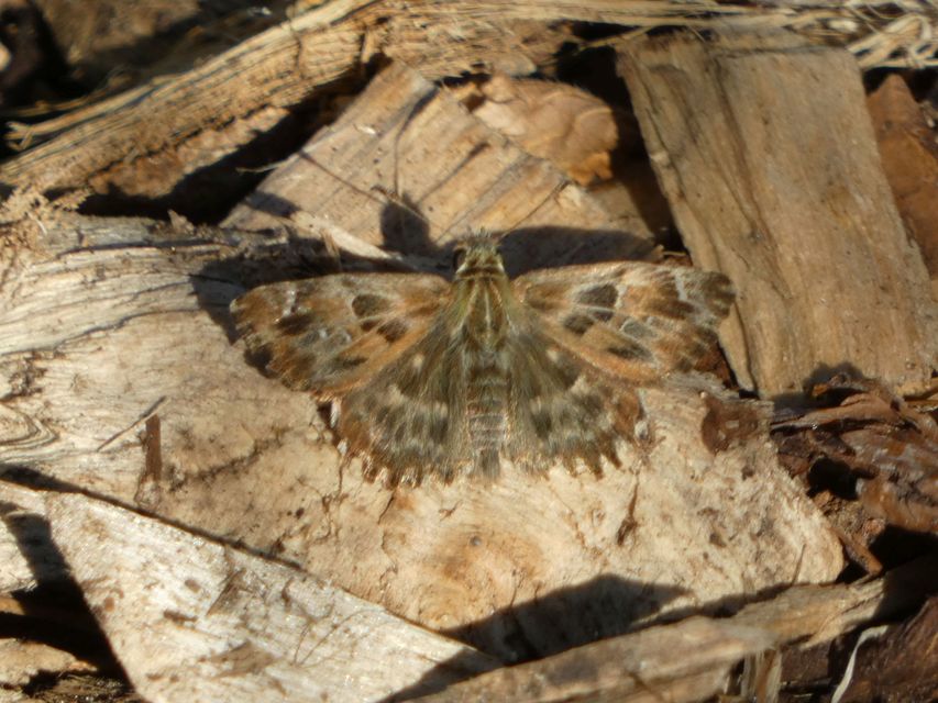 Carcharodus alceae - mályva-busalepke