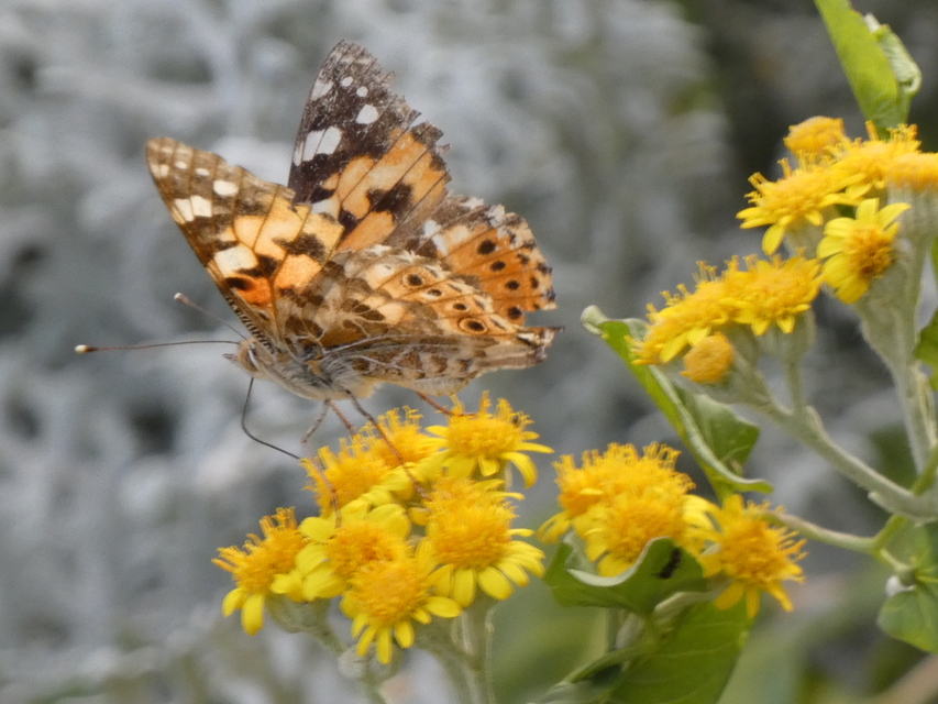 Vanessa cardui - bogáncslepke