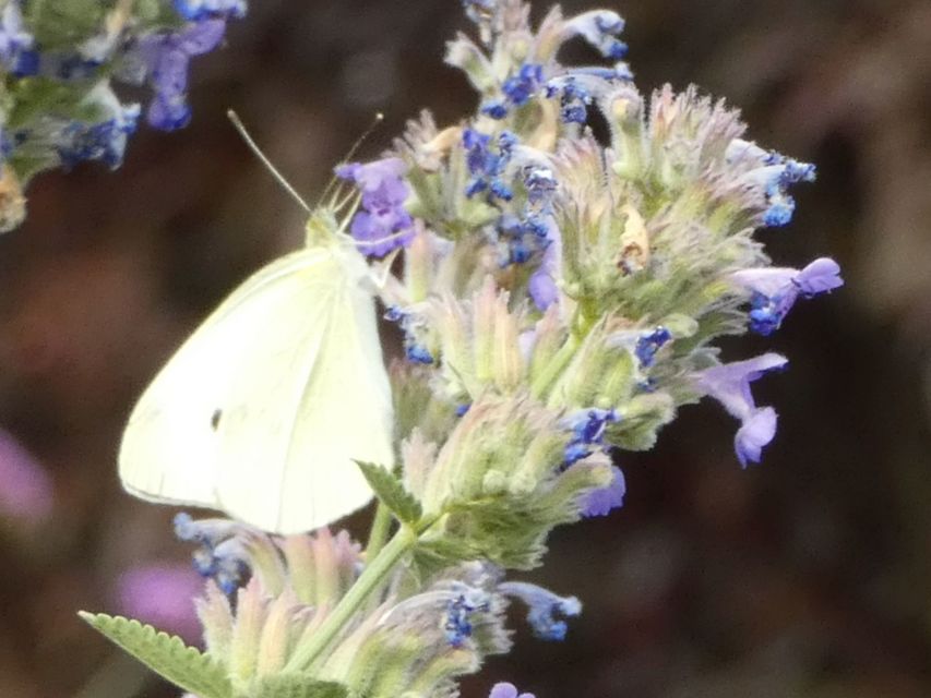 Pieris rapae - répalepke