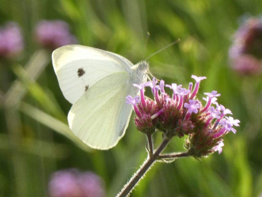 Pieris rapae - répalepke