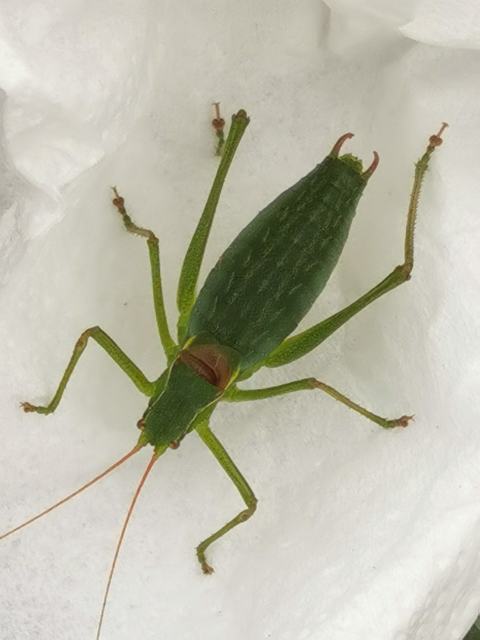 Isophya kraussii - erdei tarsza