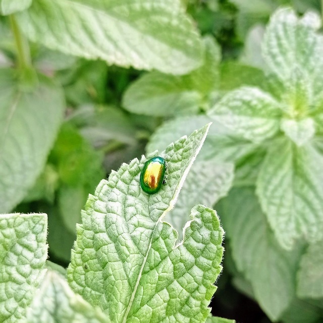 Chrysolina herbacea - zöld mentalevelész