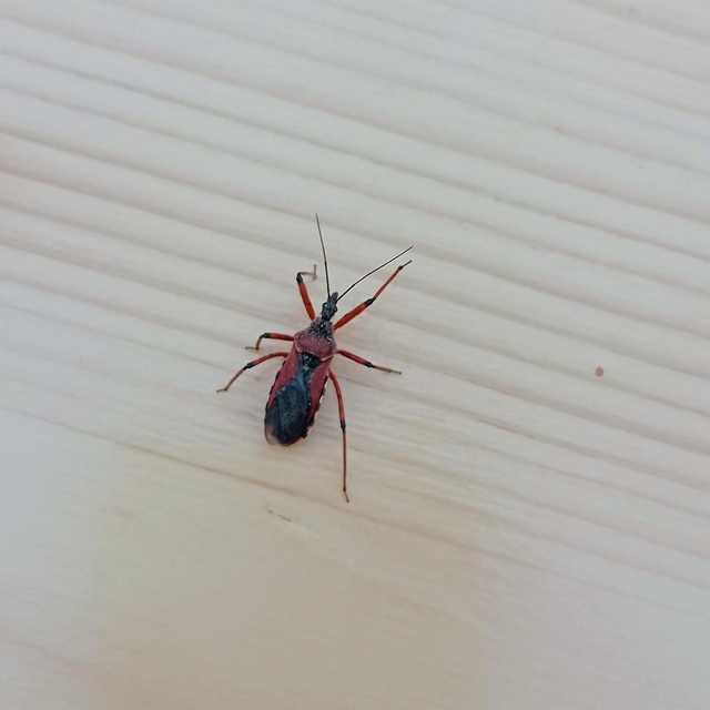 Rhynocoris iracundus - közönséges gyilkospoloska