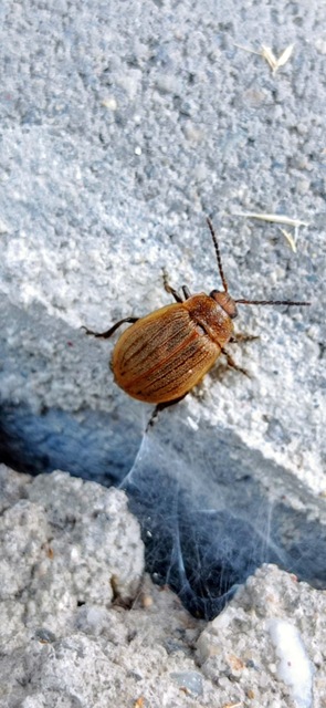 Galeruca