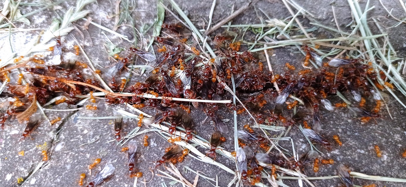 Lasius