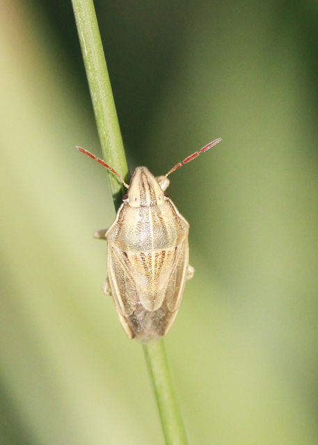 Aelia acuminata - közönséges szipolypoloska Aelia acuminata - közönséges szipolypoloska
