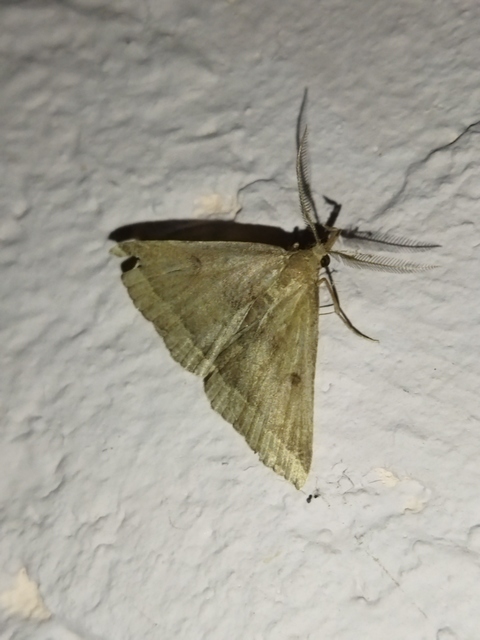 Pechipogo plumigeralis - tollascsápú karcsúbagoly