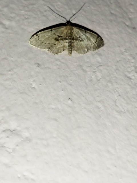 Idaea laevigata - sötétfoltos apróaraszoló