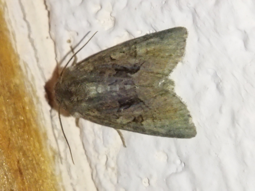 Oligia latruncula - fekete dudvabagoly