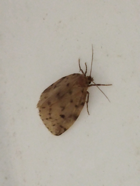 Thumata senex - mocsári medvelepke