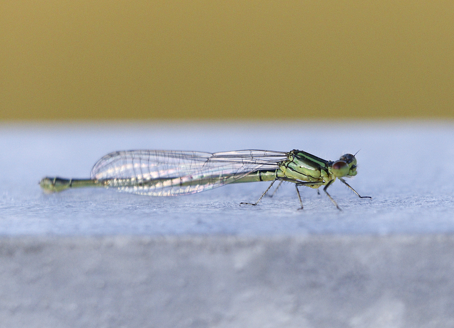 Erythromma viridulum - kis pirosszemű-légivadász