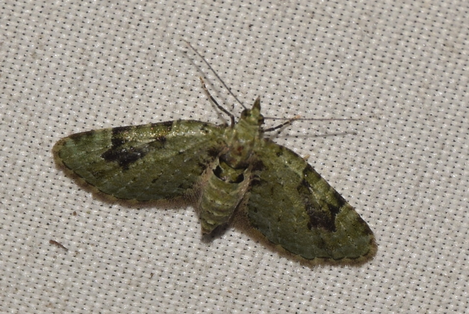 Chloroclystis v-ata - zöldes törpearaszoló